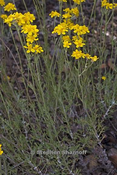 eriophyllum confertiflorum 2 graphic